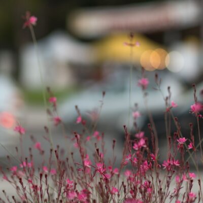close-up-pink-cosmos-flowers-field (Custom)